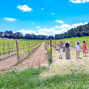 7-daagse luxe en ontspannende wijnreis Mallorca