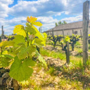 3 daagse wijnexperience en fietsen Sauternes wijnstreek, Frankrijk