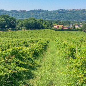 Wijnreis Lazio en city break Rome met wijnproeverij, olijfolie en kookles