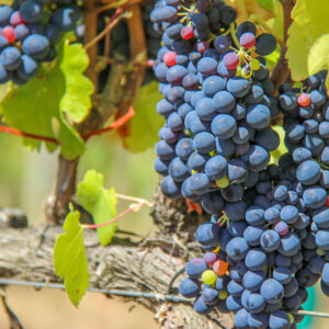 Quinta de Monte d’Oiro – wijnregio Lissabon, Portugal