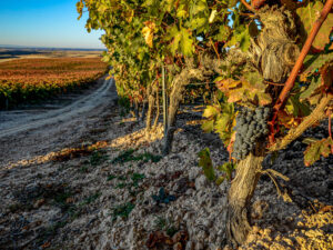 Wijnreis en Golf Ribeira del Duero - Druiventros