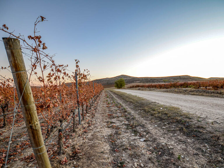 pers wijnreis Ribeira del Duero 2021 - Bodegas Cruz de Alba