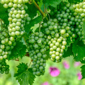 Romantische wijnreis Wenen : love en sightseeing combi