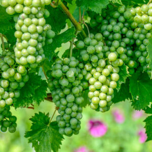 Romantische wijnreis Wenen : love en sightseeing combi