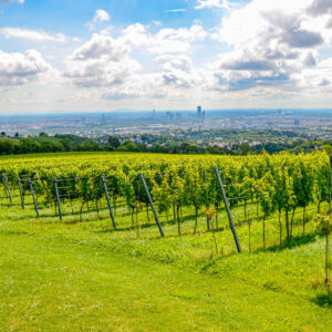 Romantische wijnreis Wenen : love en sightseeing combi