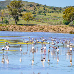Wijn en golf arrangement in de Algarve met wijnproeven in de Alentejo wijnregio