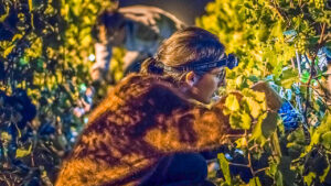 Druivenoogst Champagne nacht