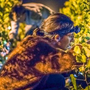 Druivenoogst Champagne in de donkere uren