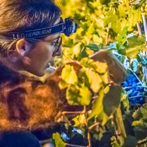 Druivenoogst Champagne in de donkere uren