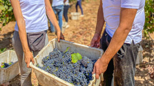 Druivenoogst meemaken 16-9