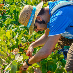 Druivenoogst Tenerife, Canarische Eilanden