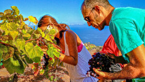 ES-WRR-008 - Druivenoogst Tenerife - Wijnreis Canarische eilanden - 16-9