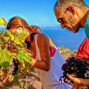 Druivenoogst Tenerife, Canarische Eilanden