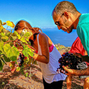 Druivenoogst Tenerife, Canarische Eilanden