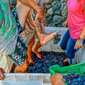 Druivenoogst Tenerife, Canarische Eilanden