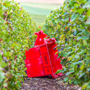 Druivenoogst Champagne bij Troyes : een mooie en gezellige ervaring
