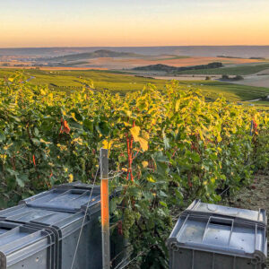 Druivenoogst Champagne bij Epernay met huisbereide lunch