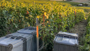 FR-WRR-099 - Druivenoogst Champagne Cote des Blancs - 16-9