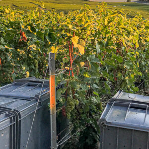 Druivenoogst Champagne bij Epernay met huisbereide lunch