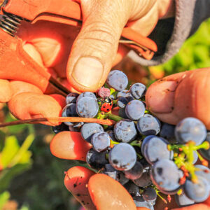 Druivenoogst Loire : plukken en lunch