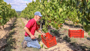 FR-WRR-101 - Druivenoogst Loire Anjou - 16-9