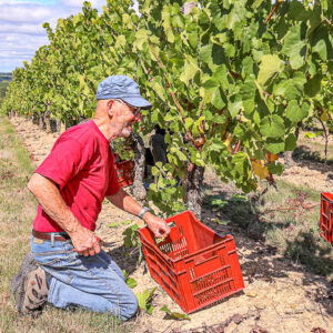 Druivenoogst Loire : plukken en lunch