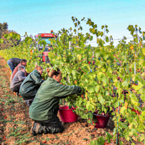 Druivenoogst Loire : plukken en lunch