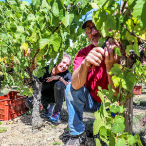 Druivenoogst Loire : plukken en lunch