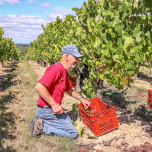 Druivenoogst Loire : plukken en lunch