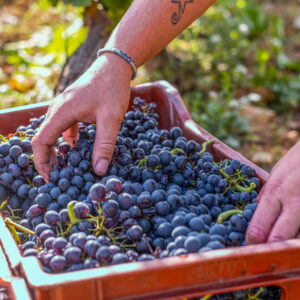 Druivenoogst Languedoc in de buurt van Montpellier