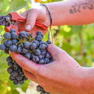 Druivenoogst Languedoc in de buurt van Montpellier