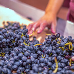 Druivenoogst Languedoc in de buurt van Montpellier