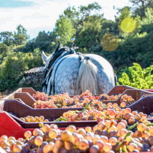 Druivenoogst Languedoc in de buurt van Montpellier