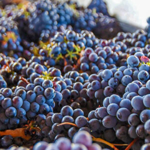 Druivenoogst Toscane, Italië met lichte lunch