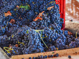 IT-WRR-019 - Druivenoogst Toscane - 2