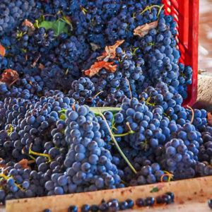 Druivenoogst Toscane, Italië met lichte lunch