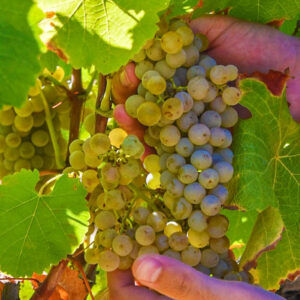 Druivenoogst Toscane, Italië met lichte lunch