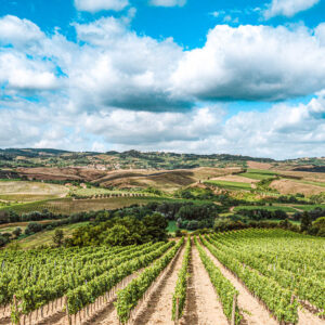 Druivenoogst Toscane, Italië met lichte lunch