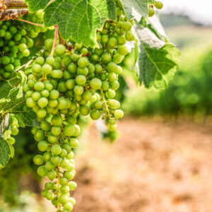 Druivenoogst Toscane, Italië met lichte lunch