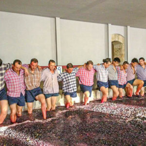 Druivenoogst Douro met druiven stampen