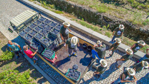 PT-WRR-005 - Druivenoogst Douro - Druivenstampen - 16-9