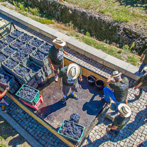 Druivenoogst Douro met druiven stampen