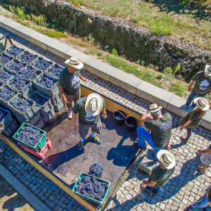 Druivenoogst Douro met druiven stampen