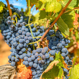 Druivenoogst Alentejo in Portugal met lunch en overnachting op het wijndomein