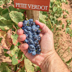 Druivenoogst Alentejo in Portugal met lunch en overnachting op het wijndomein