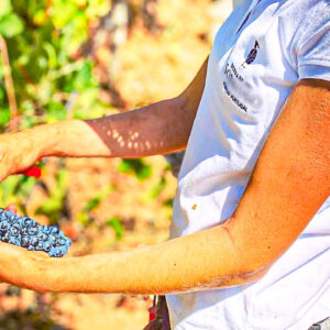 Druivenoogst Alentejo in Portugal met lunch en overnachting op het wijndomein
