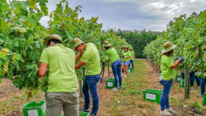 PT-WRR-007 - Druivenoogst Portugal Vinho Verde - 16-9