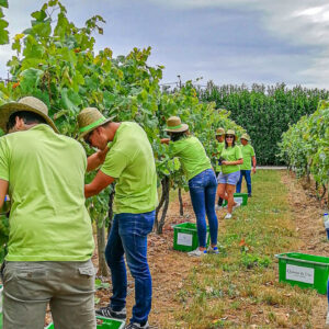Druivenoogst Vinho Verde Portugal