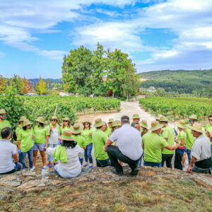 Druivenoogst Vinho Verde Portugal