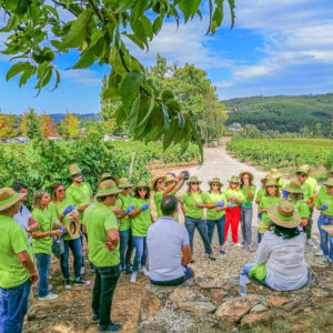 Druivenoogst Vinho Verde Portugal